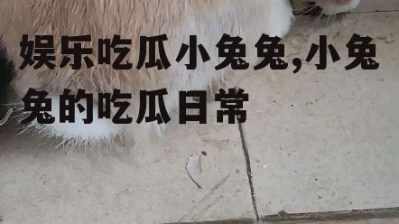 娱乐吃瓜小兔兔,小兔兔的吃瓜日常