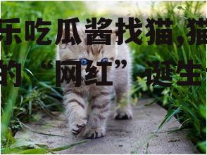 娱乐吃瓜酱找猫,猫咪界的“网红”诞生记