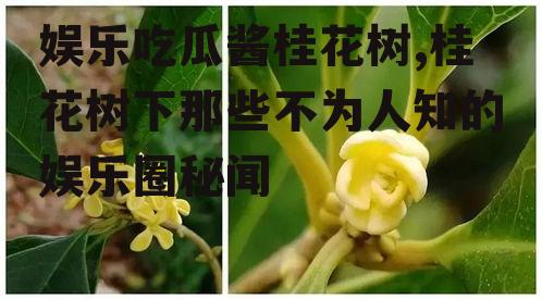 娱乐吃瓜酱桂花树,桂花树下那些不为人知的娱乐圈秘闻