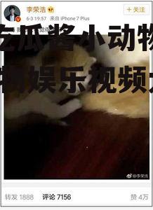 娱乐吃瓜酱小动物视频,小动物娱乐视频大盘点
